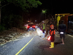 Truk Bermuatan Tebu Terguling di Jalur Gumitir, Lalu Lintas Jember-Banyuwangi Terhambat