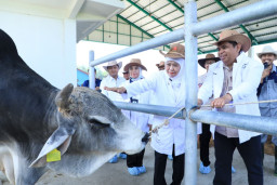 Gubernur Khofifah Apresiasi BBIB Singosari Malang Telah Berhasil Siapkan Semen Beku Sapi Wagyu dan Belgian Blue