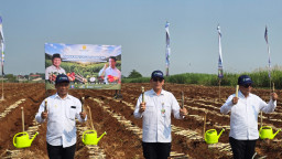 PT SGN Dukung Program Hilirisasi Perkebunan Nasional Melalui Gerakan Tanam Serentak