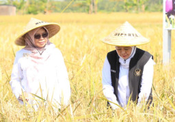Potensi Produksi Padi Jatim Januari–Juli 2026 Terbesar Se-Indonesia Capai 7,71 Juta Ton GKG