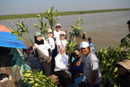 Peringati Hari Mangrove Sedunia, PC Ketapang II Tanam 10 Ribu Bibit Mangrove di Pesisir Gresik