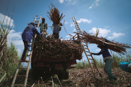 Petani Tebu Apresiasi Program Bongkar Ratoon, Nilai Dukungan Pemerintah Dongkrak Produktivitas