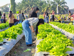 PAE 2026 Jadi Wisata Edukasi Keluarga, Melon Golden Habis dalam Hitungan Menit