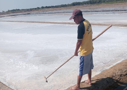 Harga Garam di Sampang Anjlok Hingga Rp30 Ribu per Karung, Petani Menjerit
