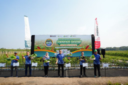 Panen Cabai Rawit Petani Jatim Naik 15 Persen, Berawal dari Pendampingan Pemupukan dan Budidaya Tepat Oleh Petrokimia
