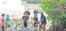 TPS Perluas Rehabilitasi Pesisir Surabaya, 3.000 Bibit Mangrove Ditanam di Tambak Sarioso