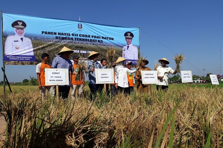 Gubernur Jatim Kenalkan Jenis Padi Ratun, Sekali Tanam Bisa Lima Kali Panen