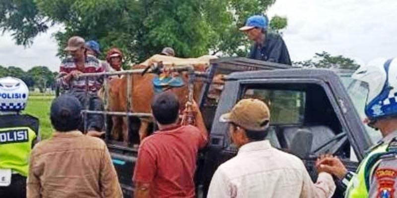 Dicurigai Banyak Sapi Curian, Polisi Lumajang Gerebek Pasar Sapi