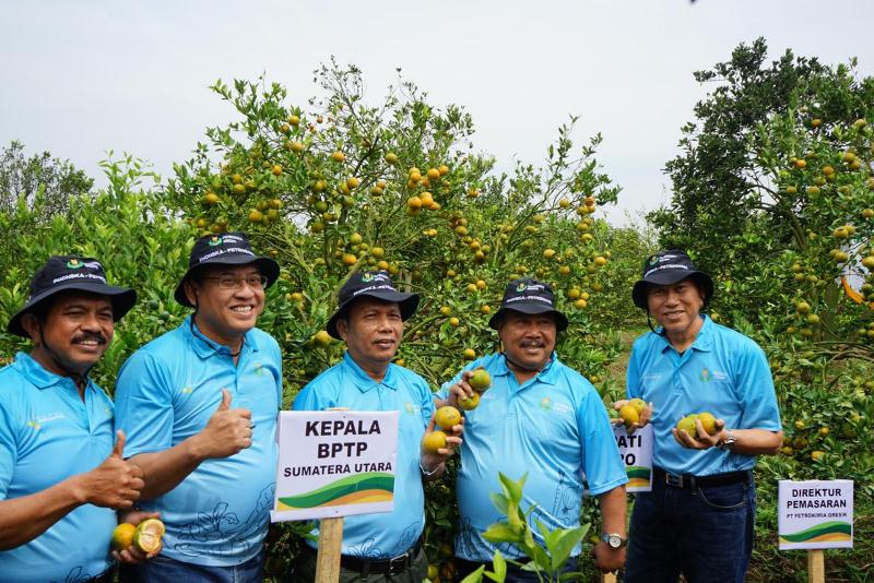 NPK Petro Nitrat Tingkatkan Panen Jeruk Siam Madu di Kabupaten Karo