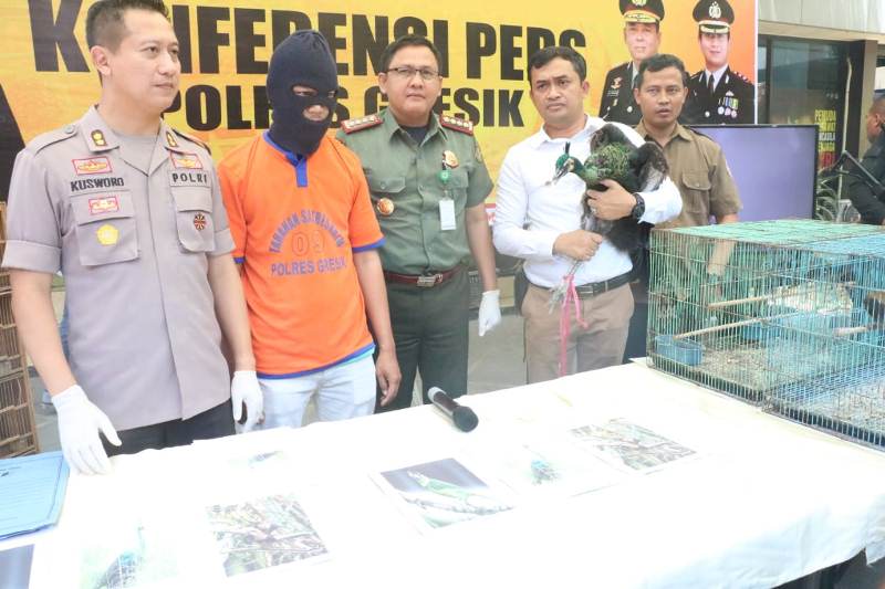 Penjual Satwa Masih Buron, Satu Tersangka Lain Ditangkap Karena Kepemilikan Burung Merak Hijau di Rumah Mertua