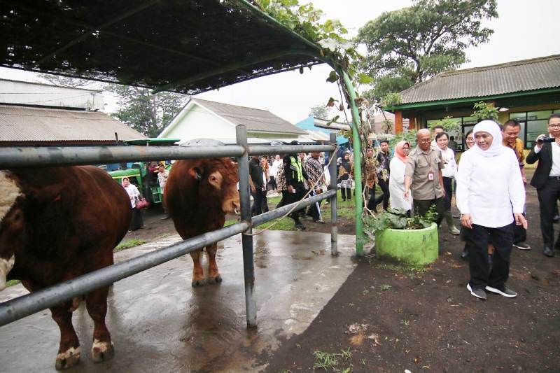 Jangan Khawatir, Selama Nataru Harga Daging di Jatim Dipastikan Stabil