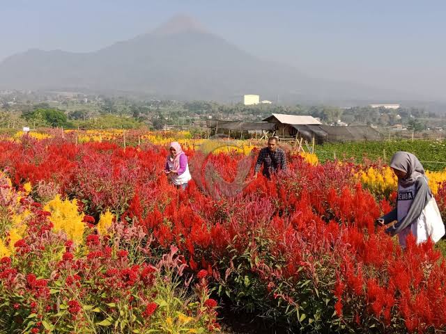 Yuk..! Singgah di Taman Bunga Berlatar 3 Gunung di Pasuruan