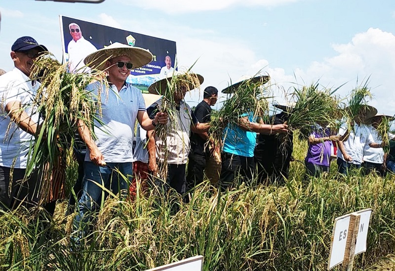 Kolaborasi dengan Petrokimia Gresik, Panen Perdana di Demplot Sultra Capai 8 Ton Per Hektar