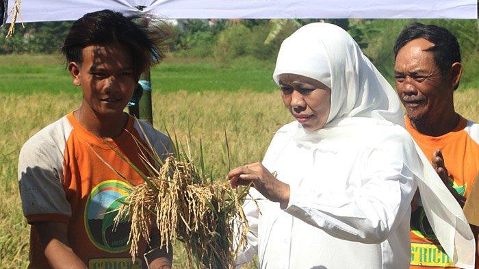 Hingga Agustus,  Jatim Masih Surplus Beras 1,5 Juta Ton