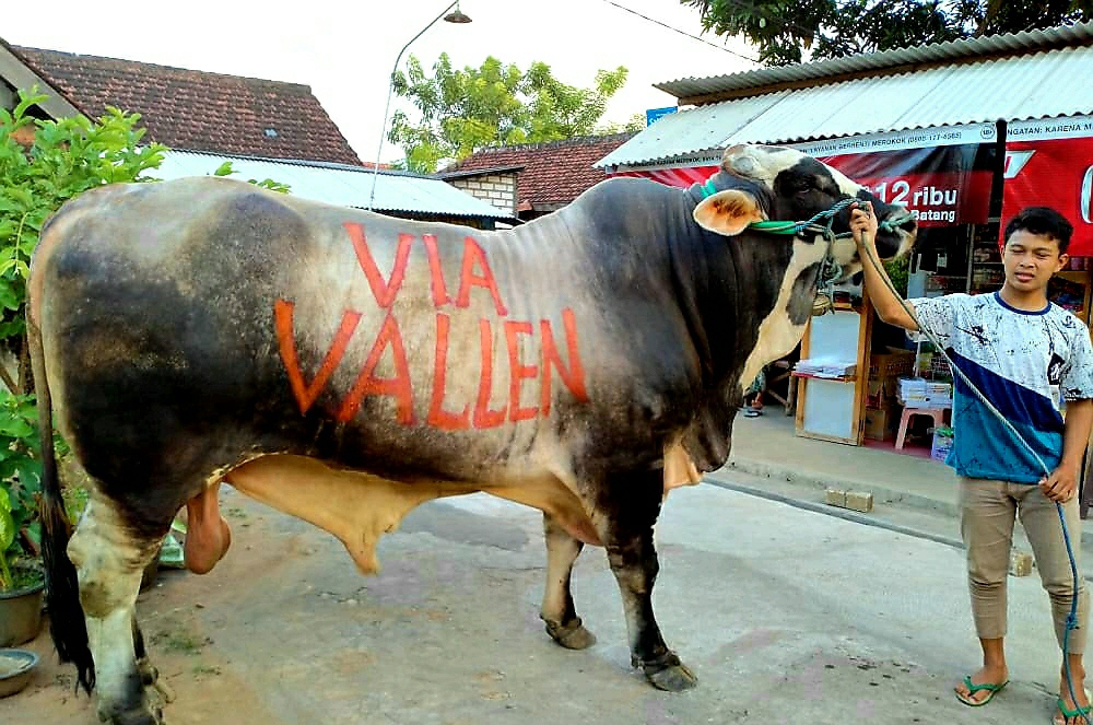 2 Sapi Qurban Via Vallen Rp 150 Juta Dibeli dari Lamongan, Beratnya 1 Ton Lebih