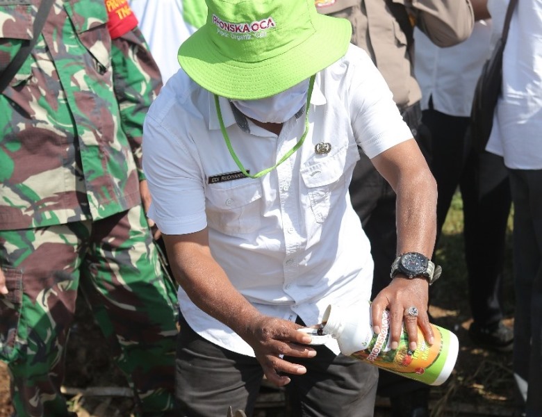 Petro Phonska Oca, Pupuk Cair Tingkatkan Produksi Tanaman