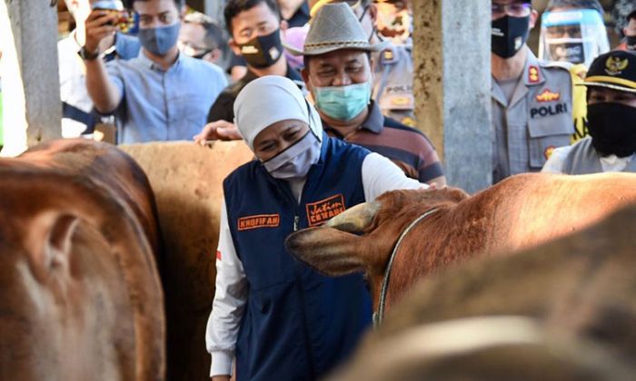 Khofifah Pastikan Stok Hewan Kurban di Jatim Aman
