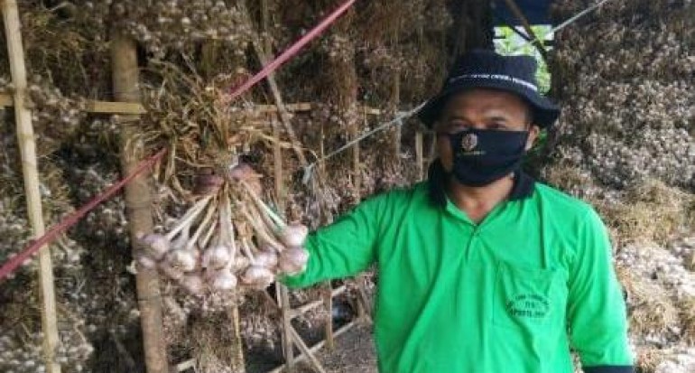 Sentra Produksi Bawang Putih Pacet Mulai Bergeliat