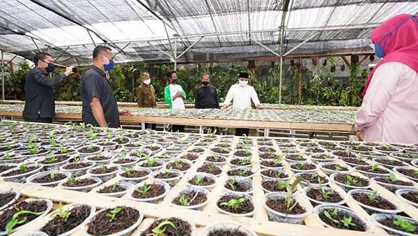 Usaha Mandek Selama Pandemi, Pengusaha Travel Banyuwangi Banting Setir Budidaya Anggrek