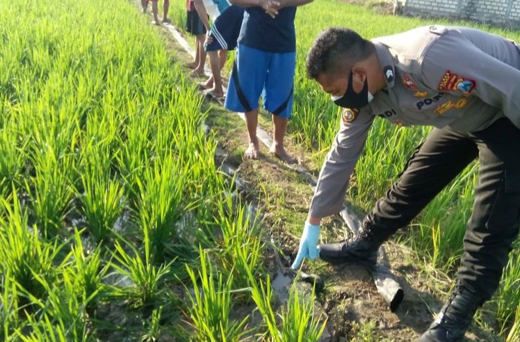 Senjata Makan Tuan, Petani Mojoagung Tuban Tewas Tersengat Listrik