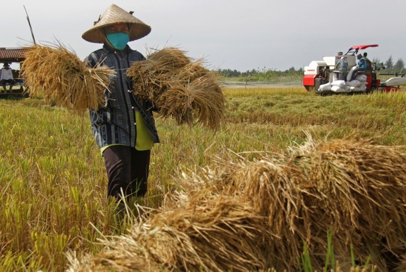 Tahun Ini Produksi Gabah Kering Giling Diperkirakan Capai 56,16 Juta Ton atau Naik 1,02 Persen
