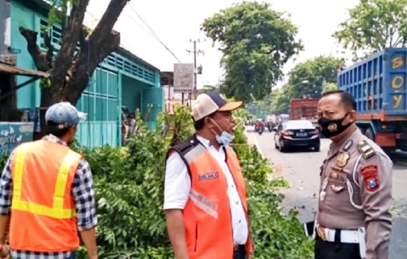 Gara-gara Tak Koordinasi, Pak Polisi dan Perwakilan BBPJN VIII Cekcok Soal Pemotongan Pohon di Kawasan Kejapanan Pasuruan