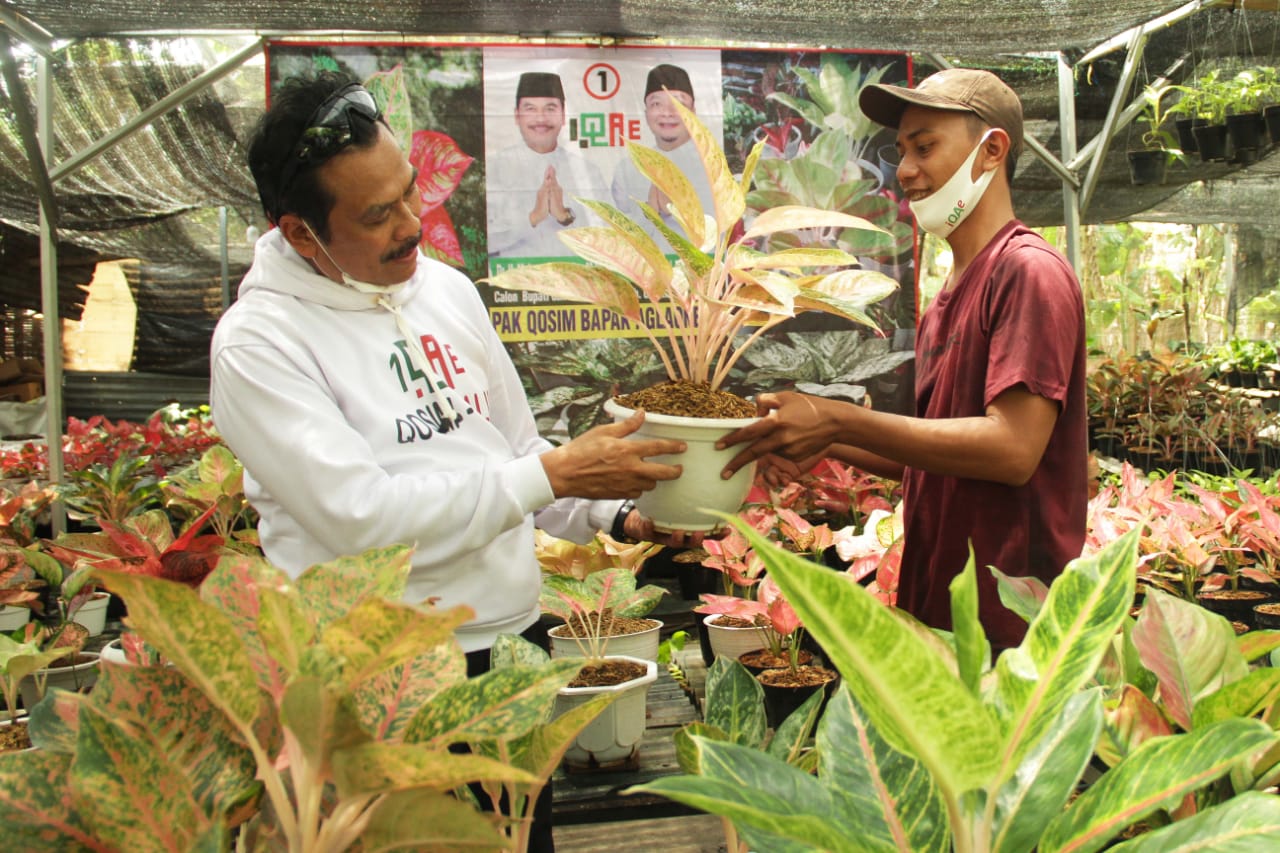 Safari di Kecamatan Driyorejo Pak Qosim dan Mas Alif Optimis Jadikan Gresik Sentra Adenium dan Aglaonema di Indonesia