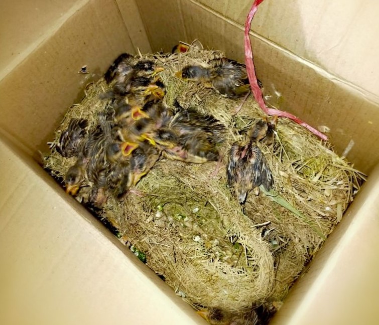 715 Burung Ilegal dari Makassar Diamankan BBKP Surabaya