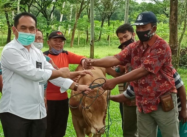PTPN XII Gelontarkan Dana Kemitraan Rp 9,2 Miliar Untuk 926 Peternak