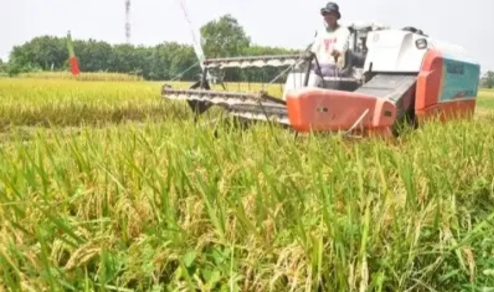 Jumlah Petani Penerima Pupuk Subsidi di Gresik Diusulkan Bertambah, Usulan Kuota Urea dan SP-36 Susut