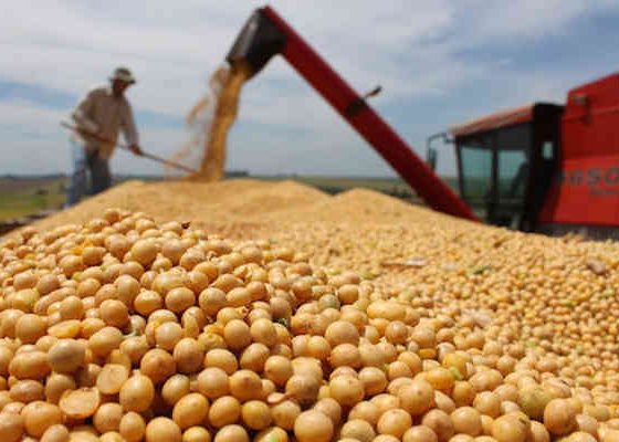 Produksi Kedelai di Jatim Defisit 390.677 Ton Terpaksa Impor