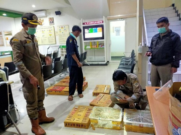 Info Penting untuk Kicau Mania, 380 Burung Ilegal Asal NTT Diselundupkan ke Surabaya