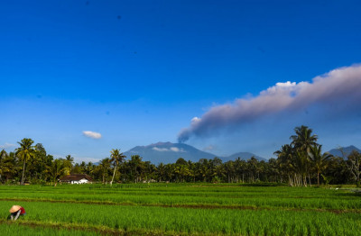 Abu Gunung Raung, Sebabkan Produktifitas Pertanian dan Hasil Panen Petani Banyuwangi Menurun