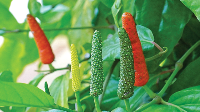Harga Cabai Bagus, Petani Sumenep Tanam Cabai Jawa