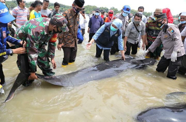 51 Ekor Ikan Paus Pilot Terdampar di Pantai Modung Bangkalan, Mayoritas Sudah Mati
