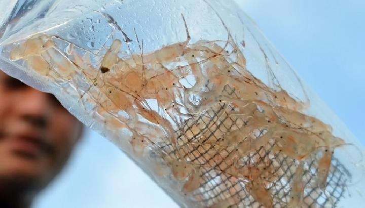 Ribuan Benur Lobster Dilepasliarkan oleh Kementerian KKP di Perairan Sidoarjo