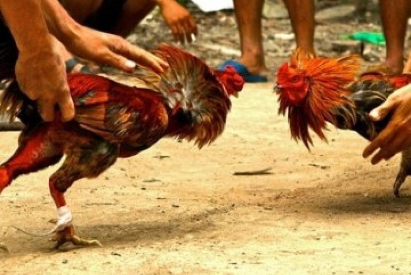 Lagi-lagi Gerebek Judi Sabung Ayam, Pejudinya Kabur Ayamnya Ditinggal
