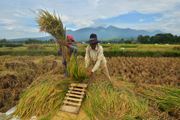 Produksi Beras Kabupaten Malang Melimpah Pasok Wilayah Sekitar
