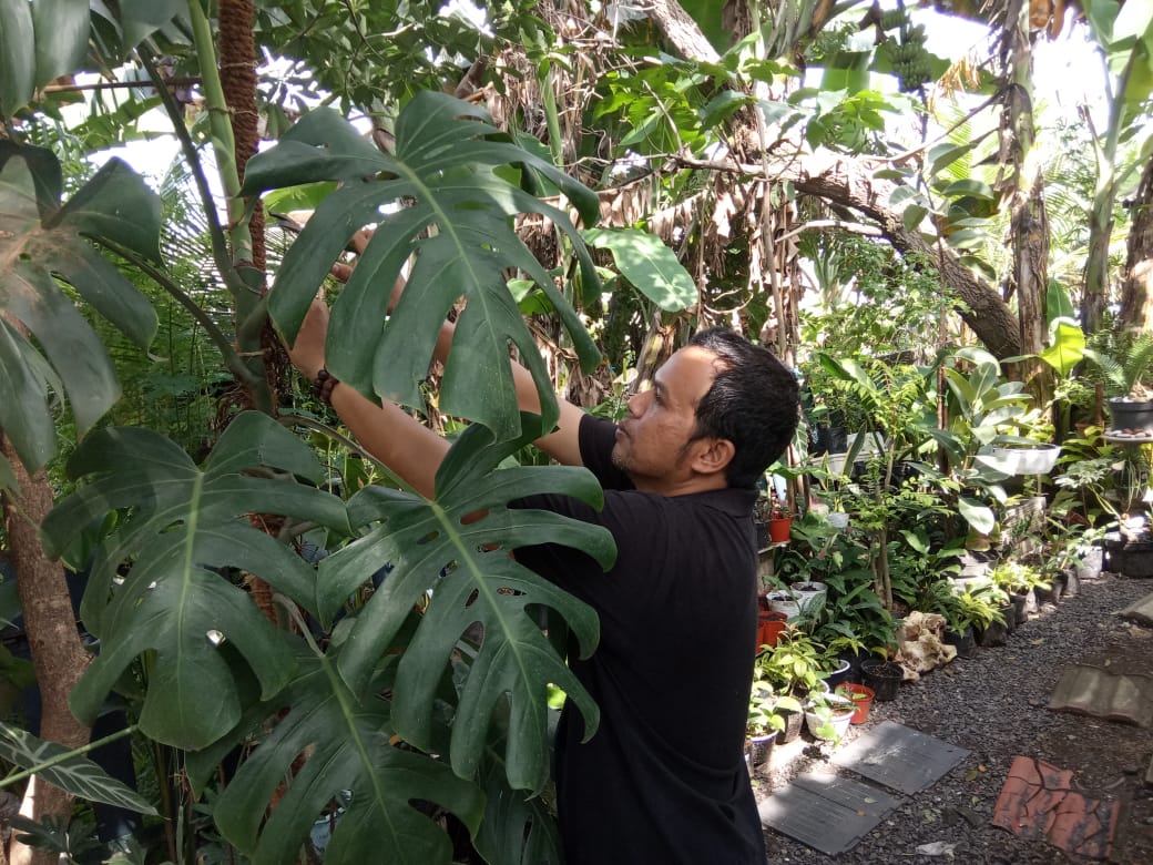 Sukses dengan Tanaman Hias Gara-gara di Rumah Saja