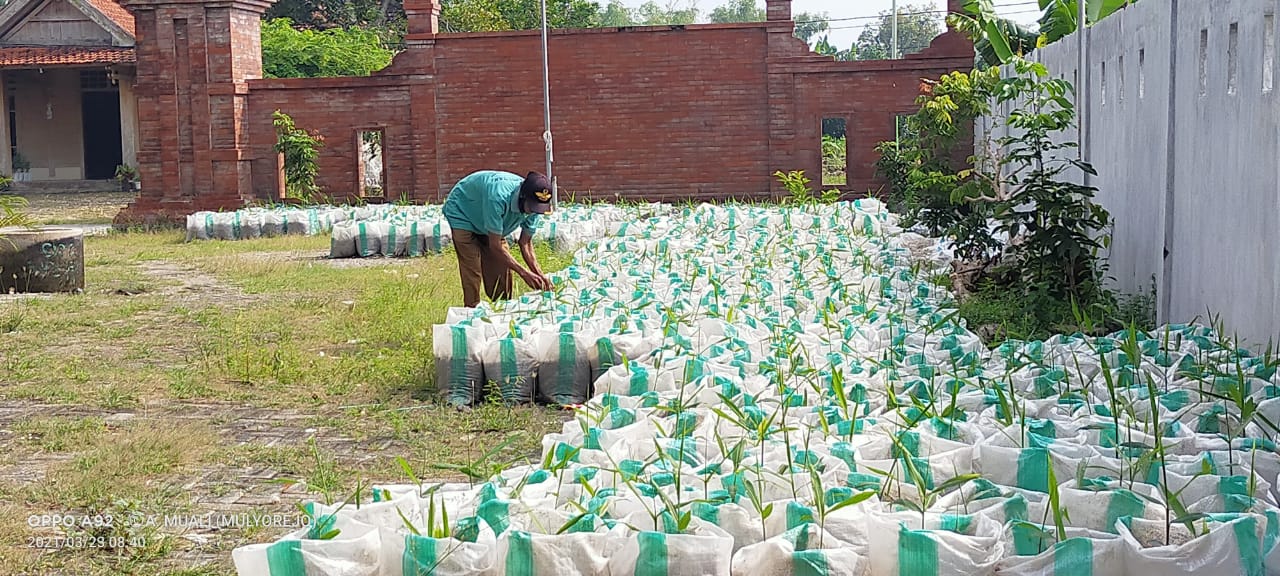Desa di Bojonegoro Ini Tanam Ribuan Jahe Merah di Jalan Poros Desa