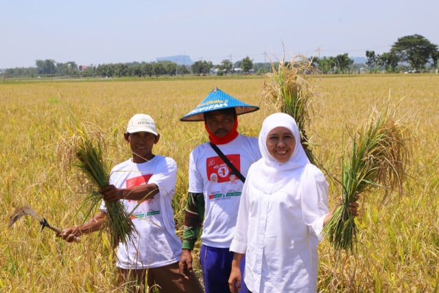 Hasilkan 5,7 Juta Ton Setahun, Jawa Timur Jadi Produsen Beras Terbesar di Indonesia