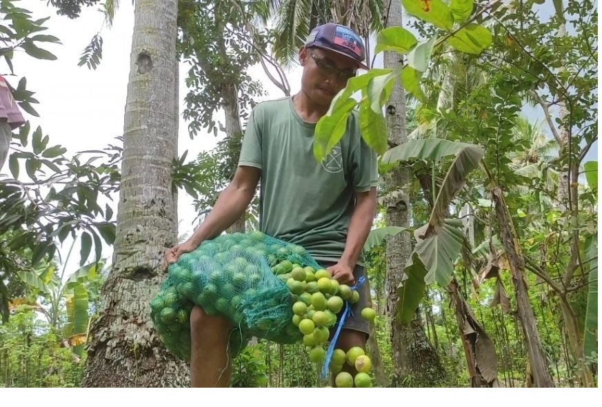 Harga Rp 500/Kg, Setiap Hari 2 Ton Jeruk Nipis di Banyuwangi Dibuang Cuma-cuma
