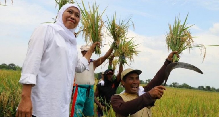 Selama 2020 Produksi Gabah di Jawa Timur Nyaris Tembus 10 Juta Ton
