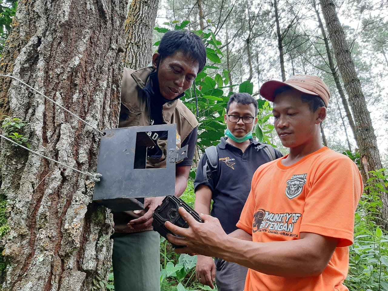 3 Bulan Dipantau BKSDA, Harimau Tulungagung Tak Terkangkap Kamera.