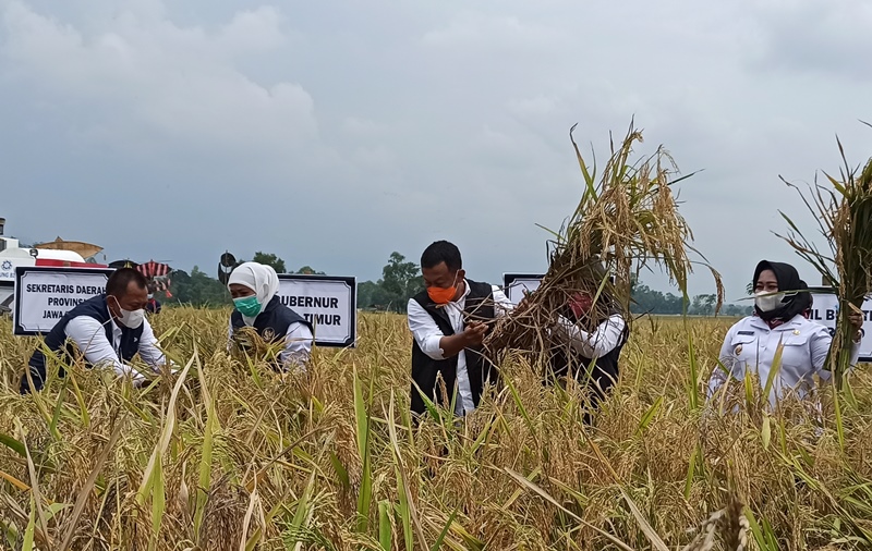 Keren, Produktifitas Beras Bumi Reog Tertinggi Se-Jatim
