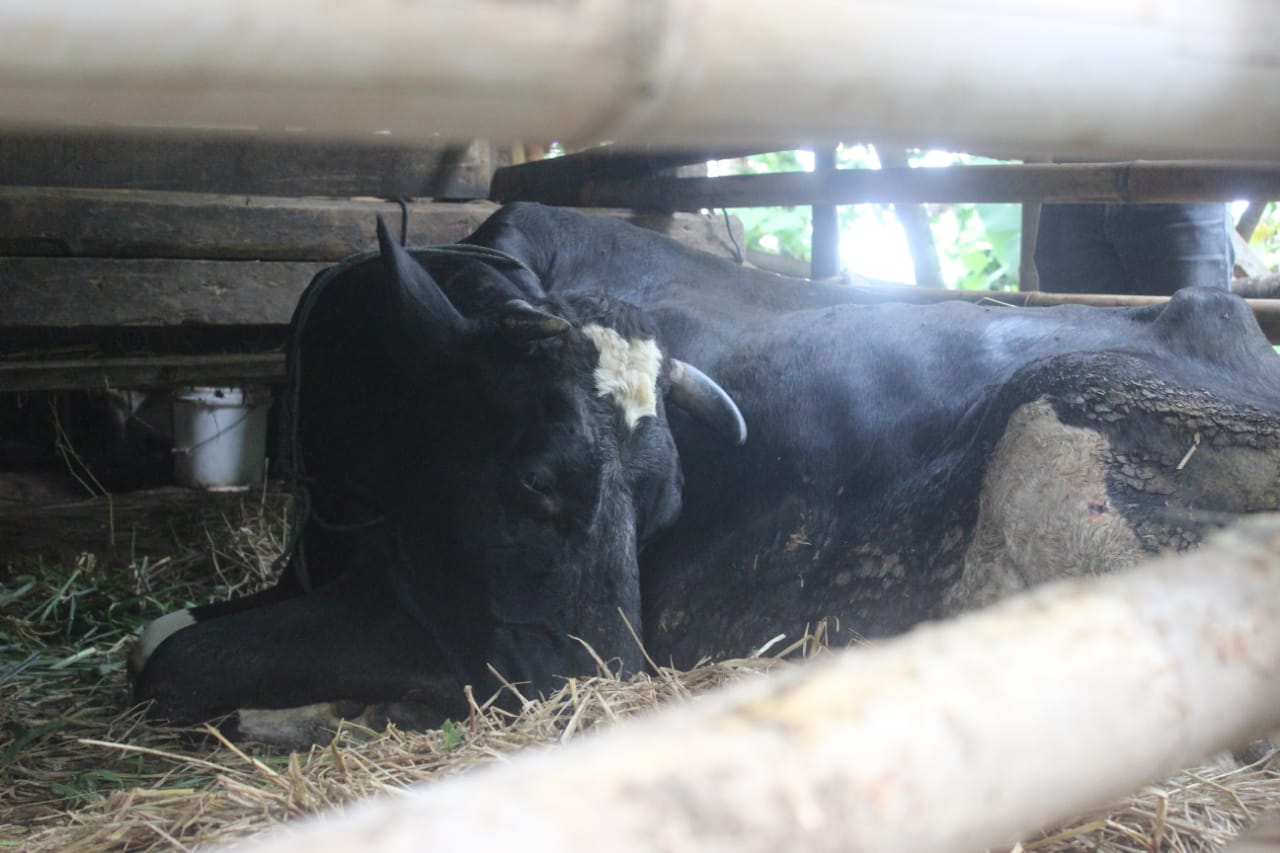 Kematian Sapi dan Kambing di Pagerwojo Diisukan Kena Santet, Tim Keswan : Penyebabnya Gangguan Pencernaan