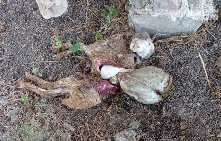 Penyebab Kematian Sejumlah Kambing di Banyuwangi Ternyata Anjing Kampung