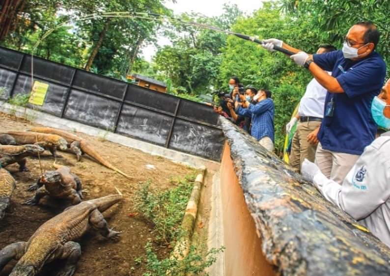 Pelindo III Jadi Orang Tua Asuh Komodo KBS Surabaya