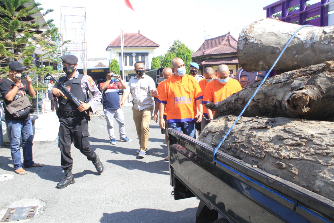 Polres Ponorogo Bekuk 5 Tersangka Pencuri Kayu Sono Keling