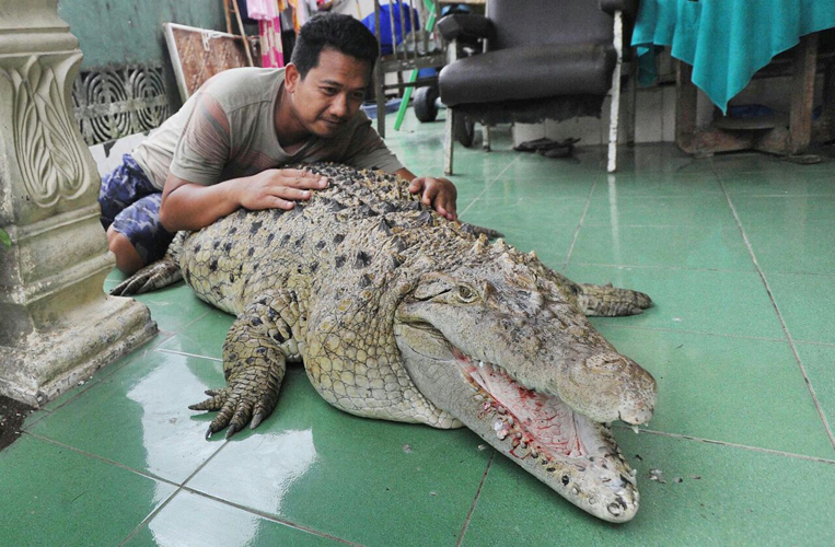 Ingin Hadiah Rp 500 Ribu, Yuk Ikuti Lomba Tangkap Buaya Hidup-hidup di Mojokerto